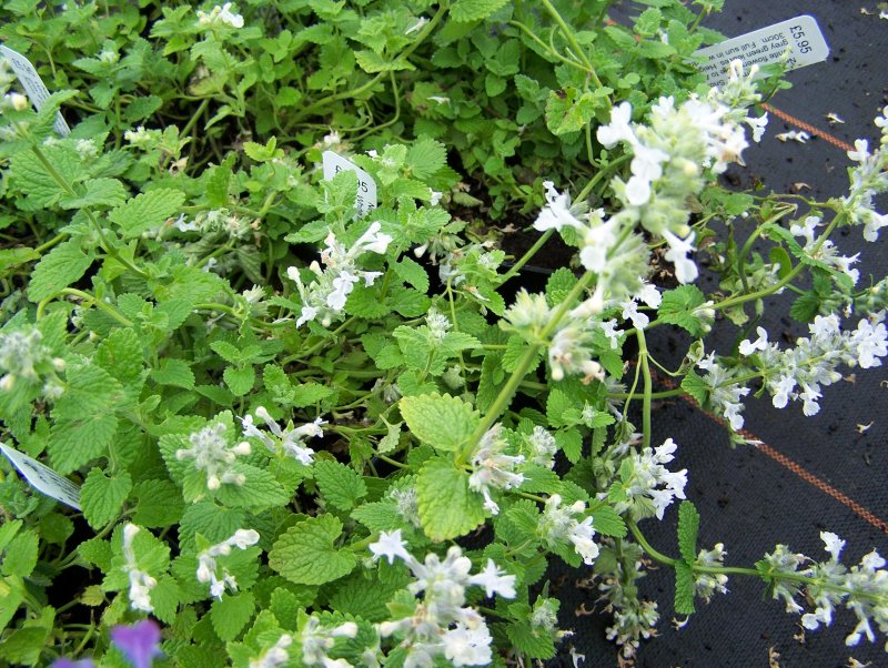 Котовник Nepeta faassenii Snowflake