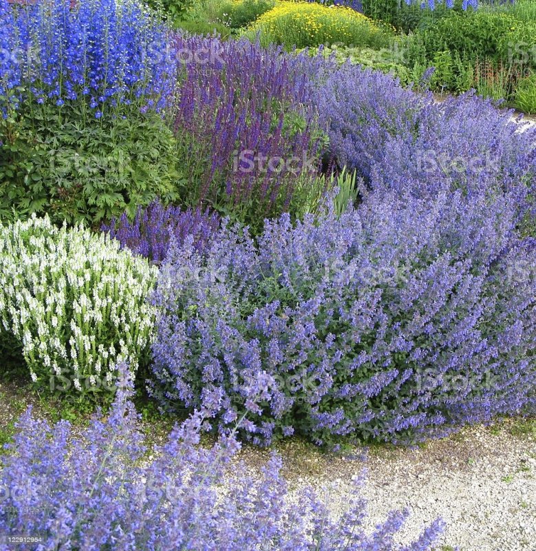 Blue Wonder Catmint