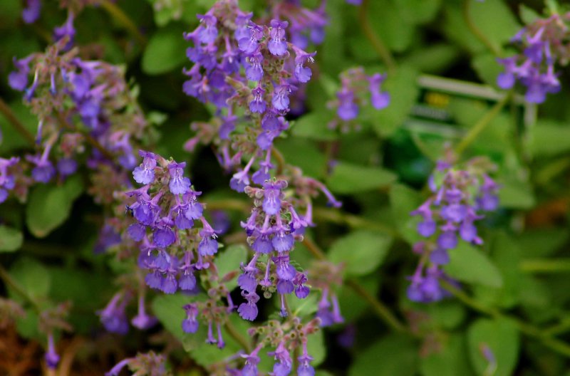 Котовник Фассена (Nepeta faassenii `Six Hills giant`)