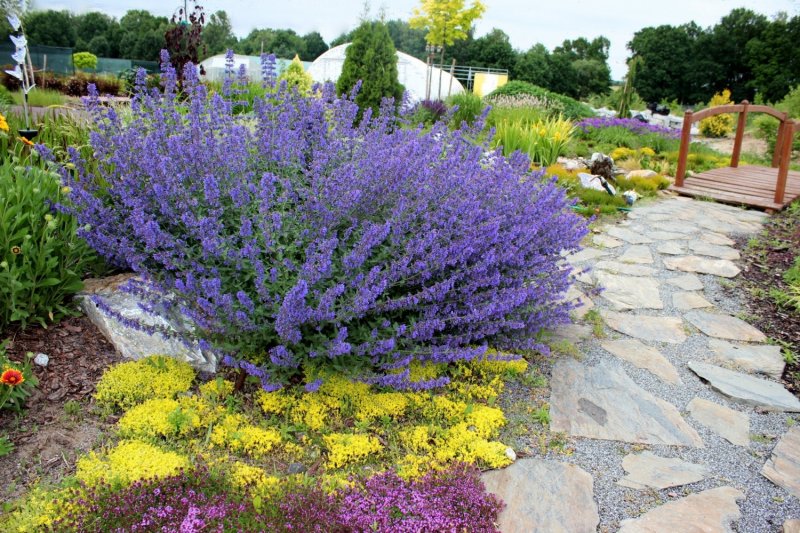 Котовник Фассена Six Hills giant