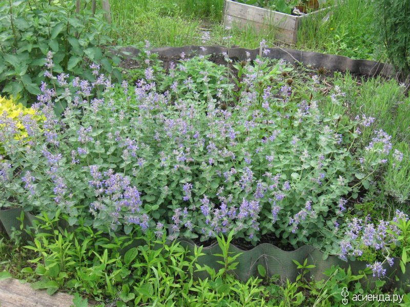 Котовник Фассена (Nepeta faassenii)