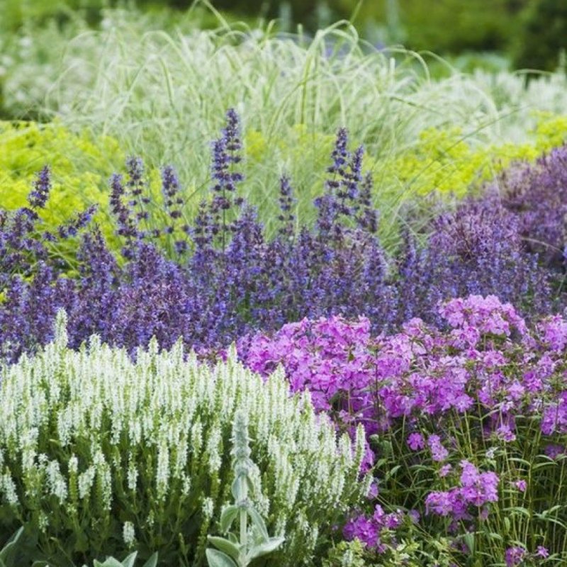 Nepeta x faassenii Walker's Low