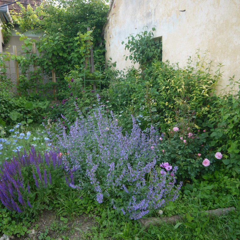 Котовник Фассена (Nepeta faassenii `Kit Cat`)