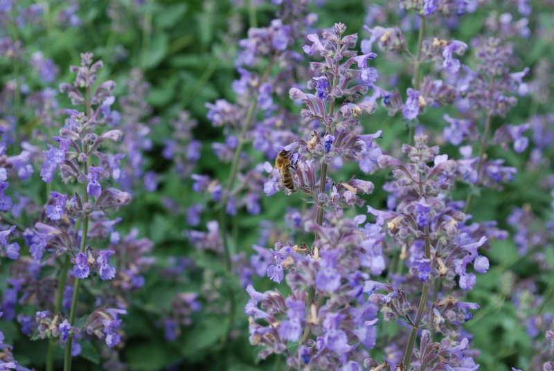 Котовник Nepeta grandiflora