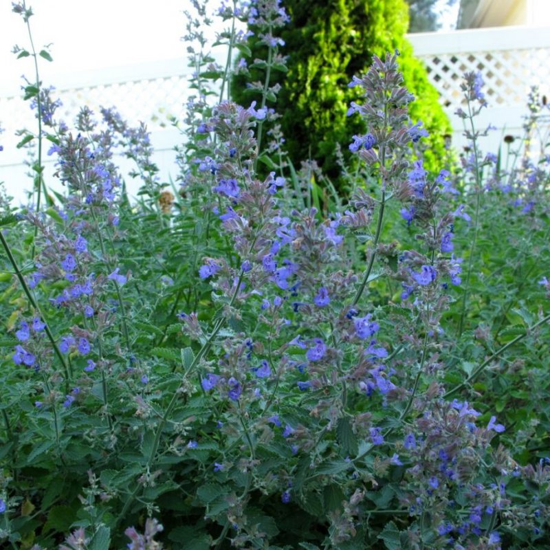 Котовник (Nepeta)