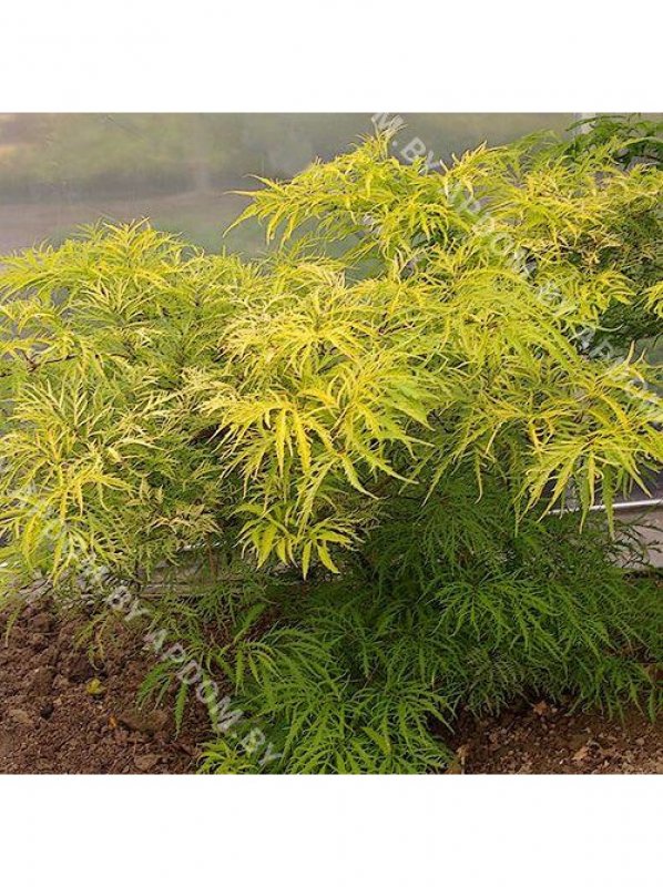 Бузина черная `Голден Тауэр` Sambucus nigra `Golden Tower`