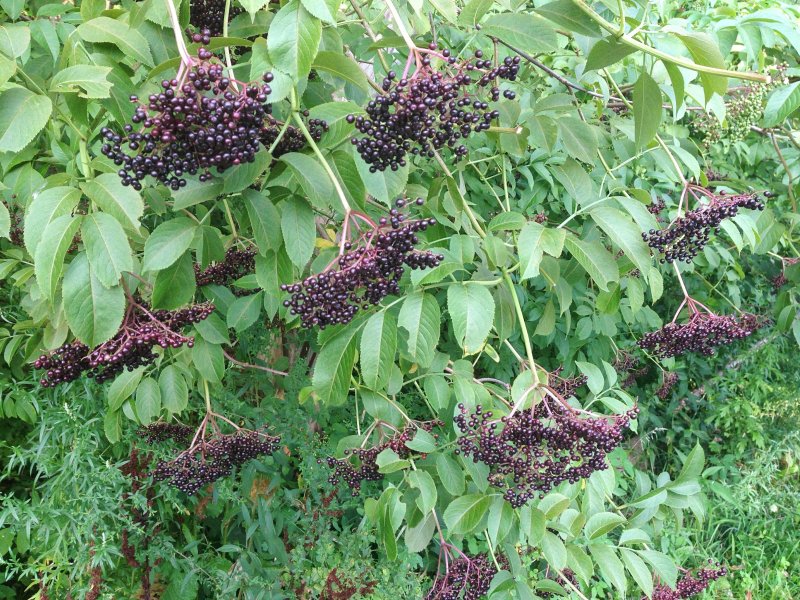 Бузина черная Black Lace (USDA 5)