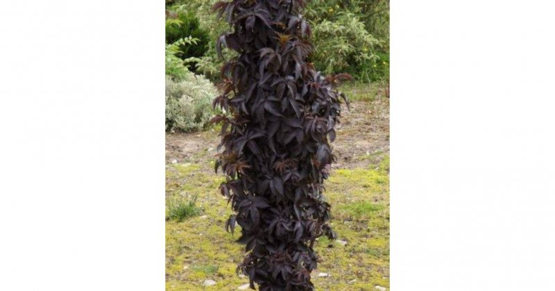 Бузина Sambucus nigra Black Tower
