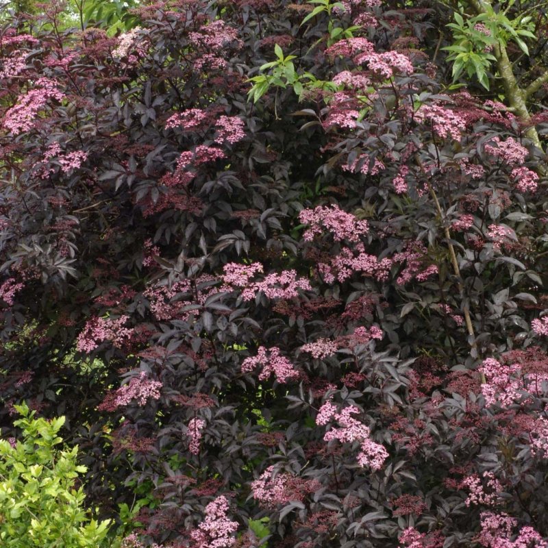 Бузина чёрная Блэк Бьюти Sambucus nigra Black Beauty©