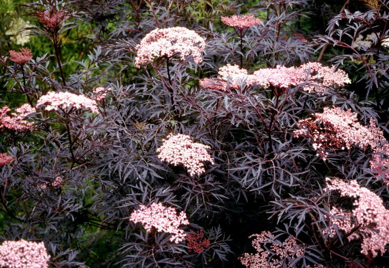 Бузина черная (Sambucus nigra) "Black Lace"
