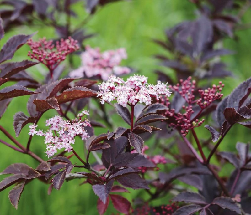 Sambucus nigra Aurea