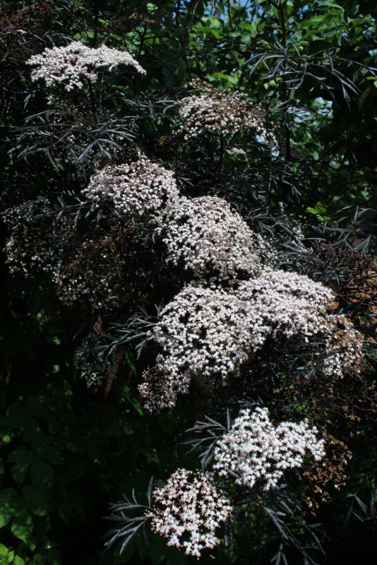 Бузина чёрная Sambucus nigra Black Tower-5