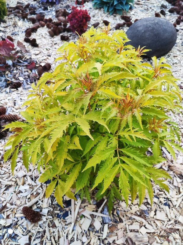 Sambucus (Бузина) nigra Black Lace Eva
