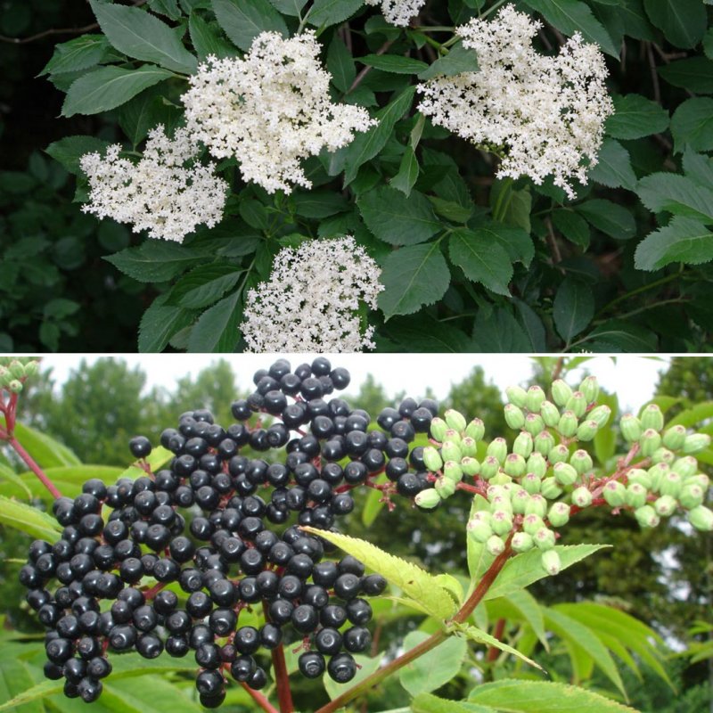 Sambucus nigra pulverulenta