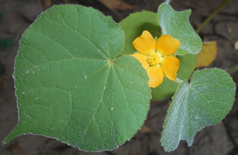 Abutilon bedfordianum
