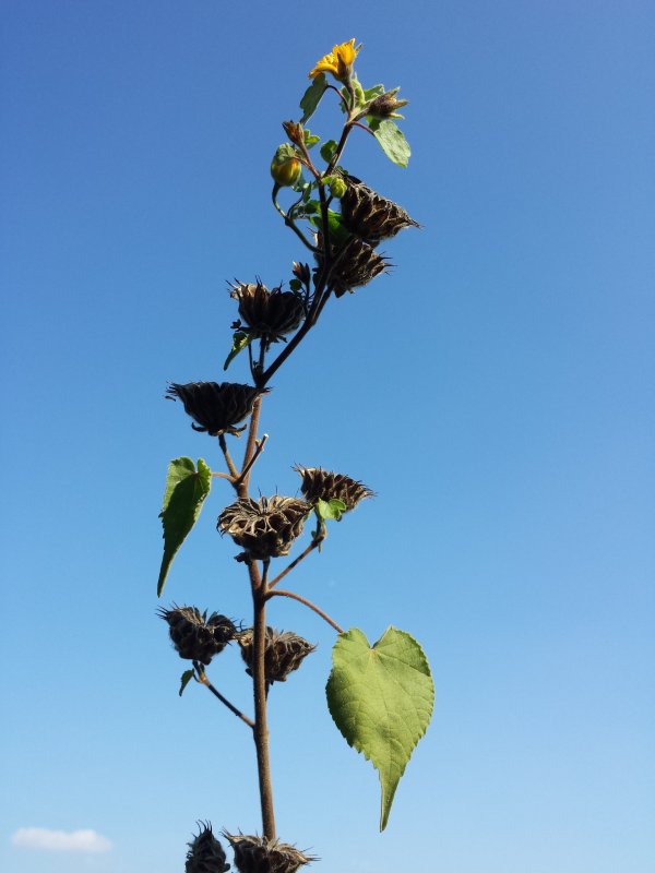 Abutilon mollissimum
