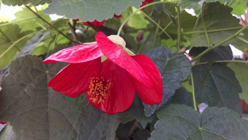 Abutilon theophrasti-канатика