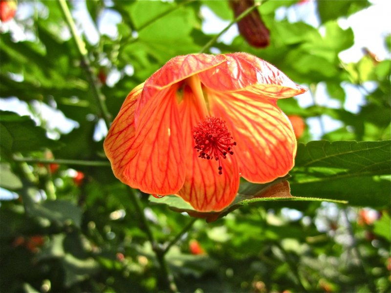 Malvaceae genus Abutilon