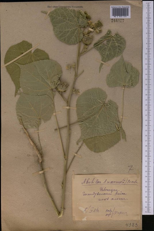 Abutilon parvulum