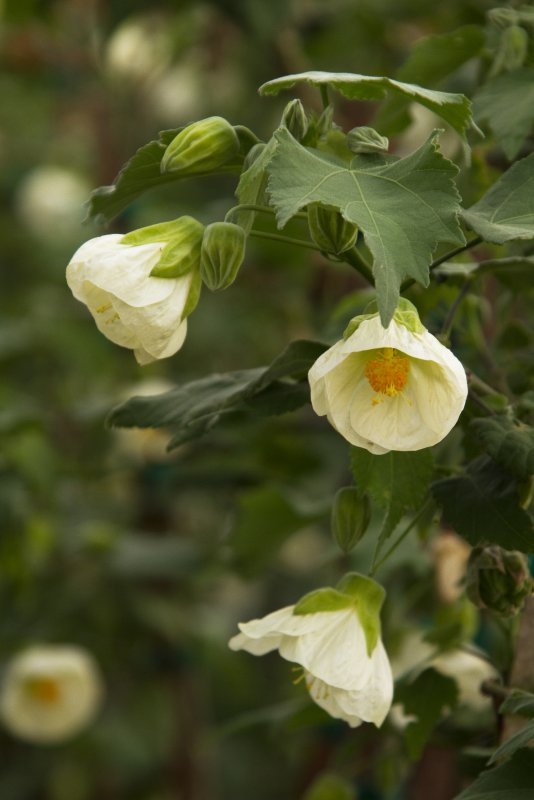 Abutilon theophrasti medik