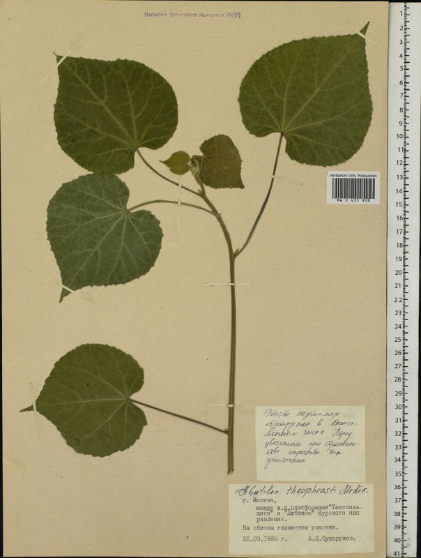 Abutilon hybridum