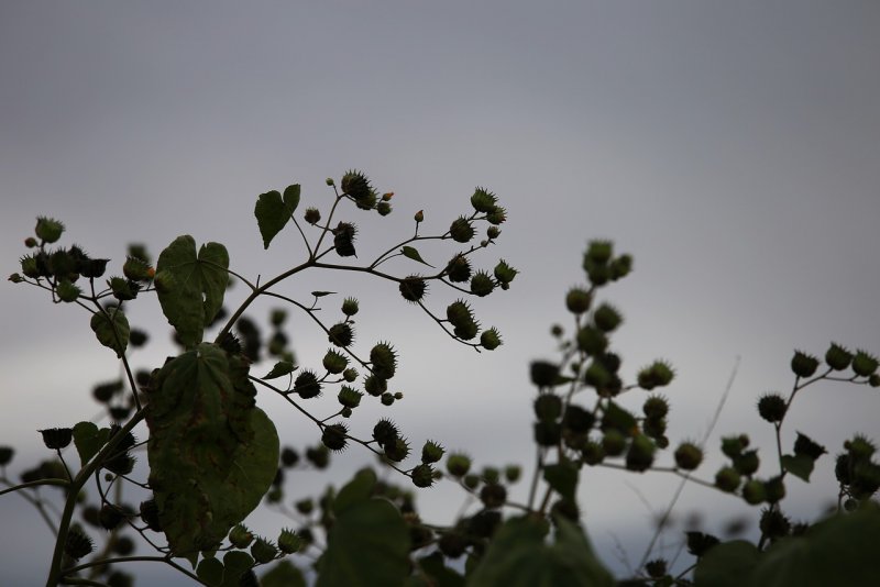 Abutilon indicum