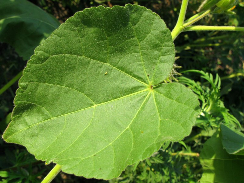 Abutilon sonneratianum