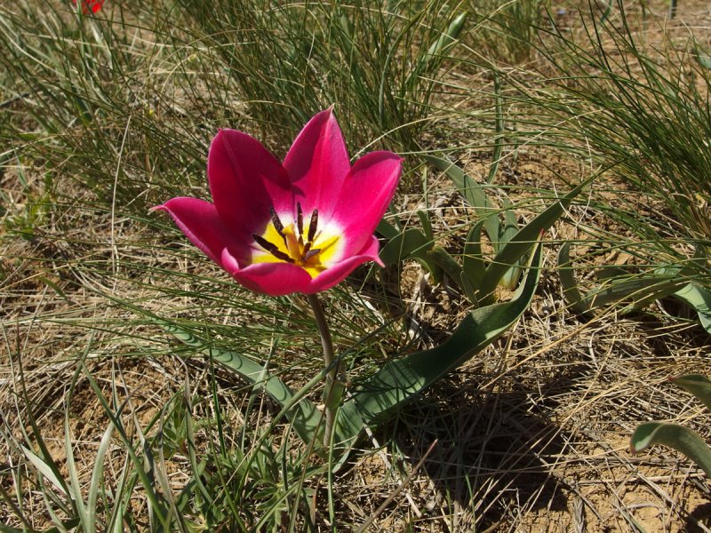 Тюльпан Геснера (Tulipa gesneriana).