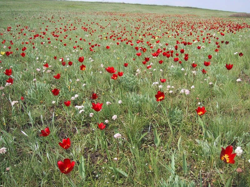 Тюльпан Аукланд