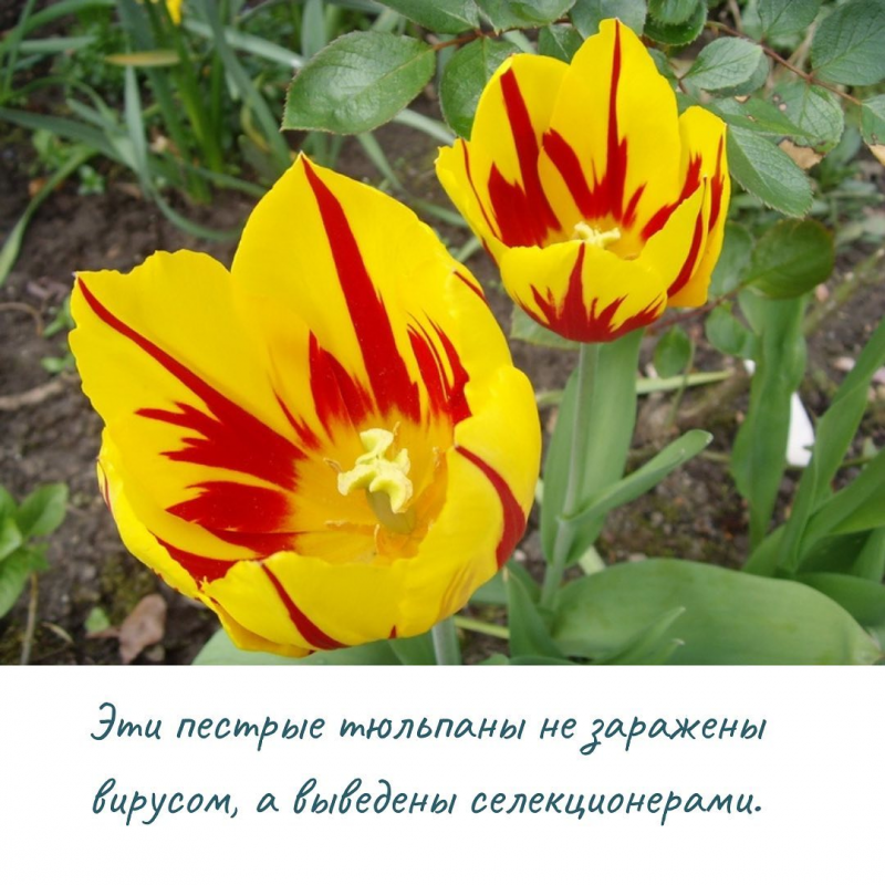 Финайкинская Тюльпанная степь