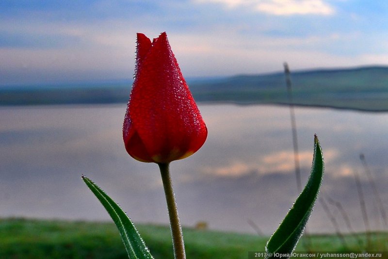 Тюльпан Red Madonna (1шт.)