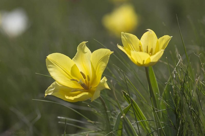 Тюльпан Геснера (Tulipa gesneriana).