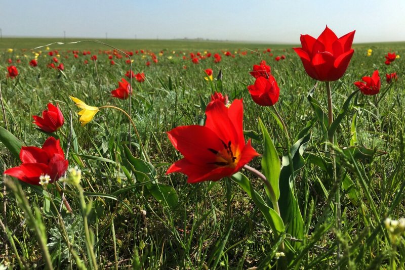 Тюльпан Биберштейна плод