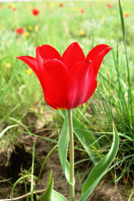Holland Bulbs тюльпан Даллас
