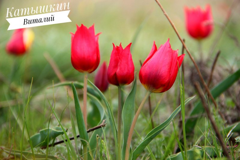 Тюльпан Шренка Tulipa schrenkii