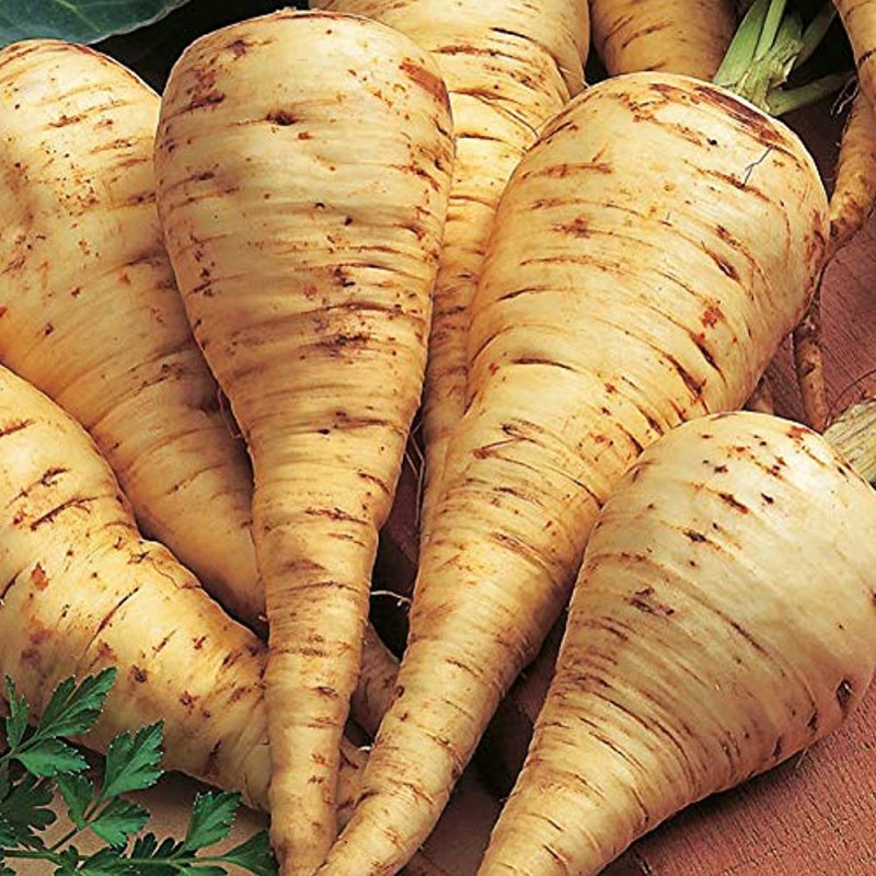 Пастернак ( Parsnip)