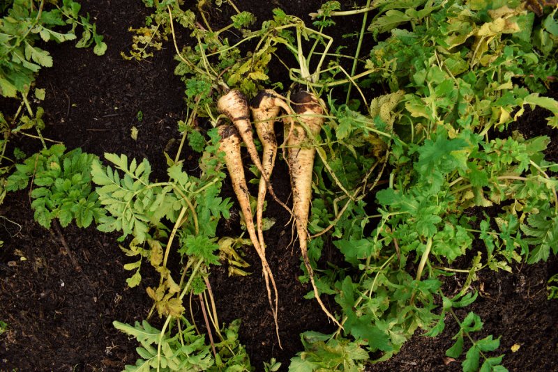 Пастернак ( Parsnip)