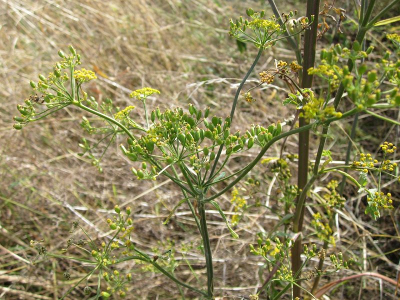 Pastináca Sylvestris
