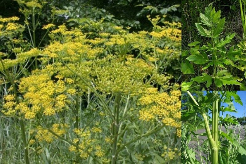 Pastinaca Sylvestris