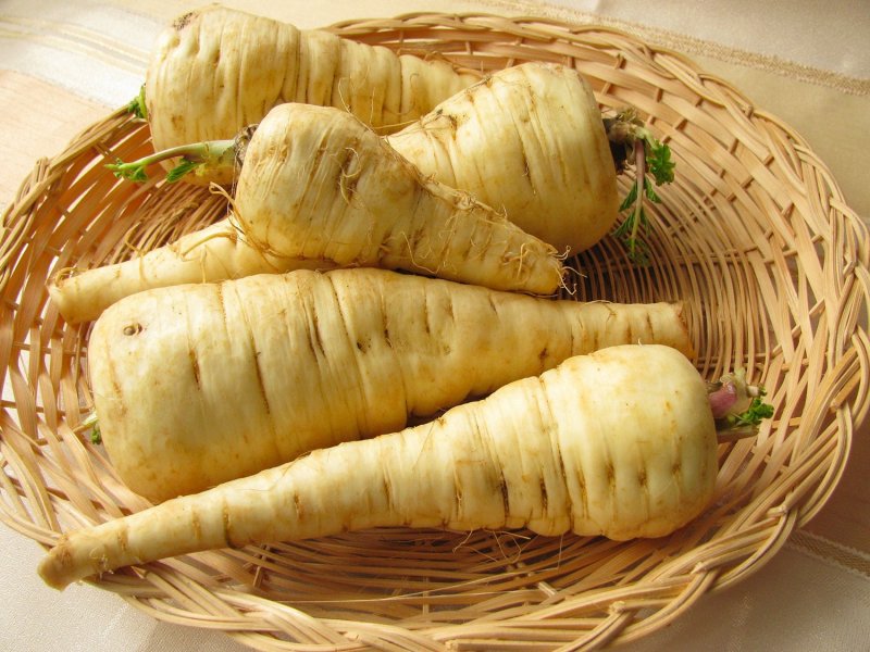 Пастернак растение
