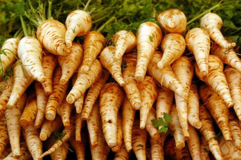 Pastinaca Sylvestris Пастернак Лесной