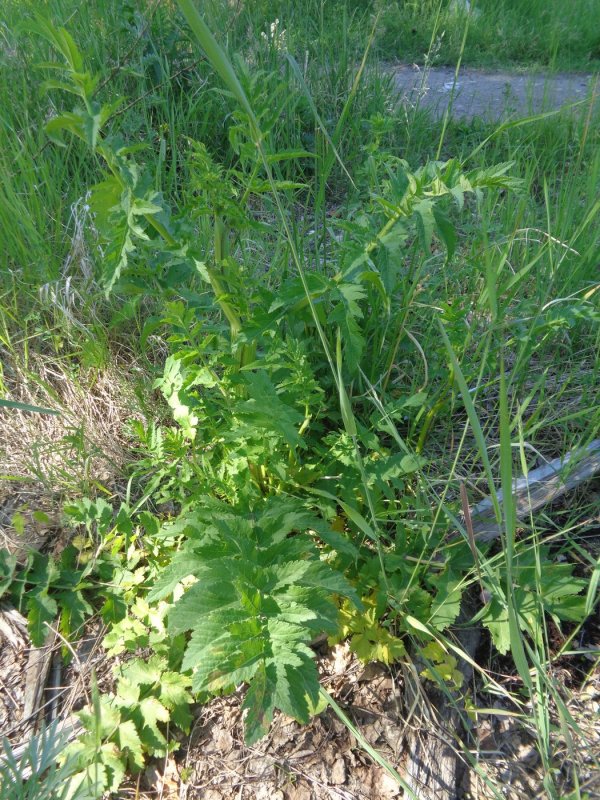 Пастернак продукт