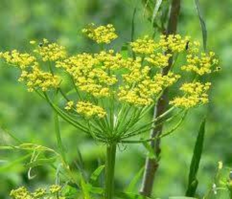Wild Parsnip