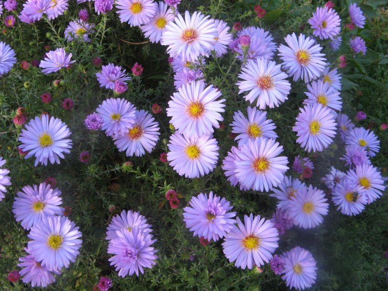 Астра Альпийская (Aster Alpinus) ‘Glory’