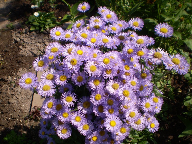 Астра кустарниковая Aster dumosus