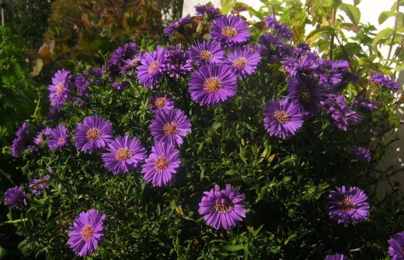 Астра Альпийская (Aster Alpinus)