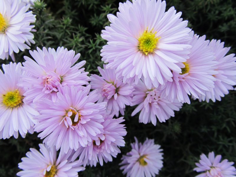 Астра итальянская (Aster amellus)