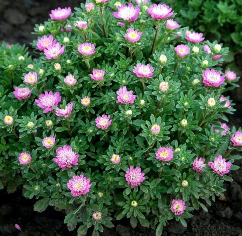 Астра многолетняя кустарниковая Aster
