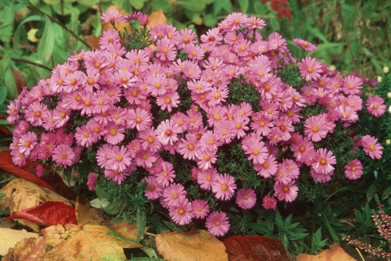 Астра многолетняя кустарниковая (Aster dumosus)