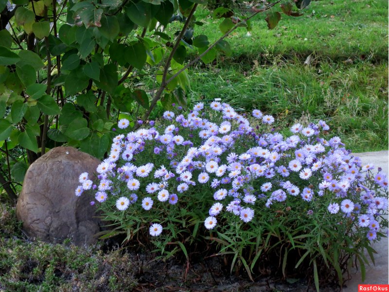 Астра многолетняя кустарниковая Aster